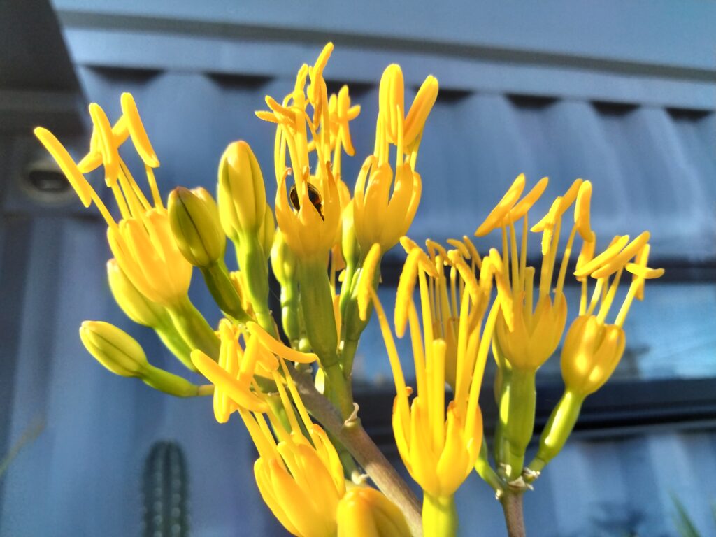 マンガベ　シルバーフォックスの開花